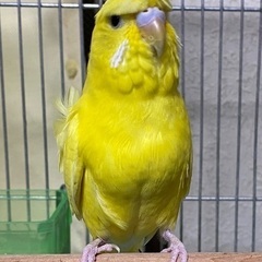 【決まりました】羽衣セキセイインコ 生後3〜4ヶ月