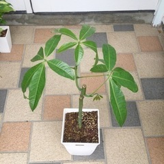 観葉植物　パキラ　６号角鉢　60cm