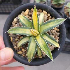【レア品種】アガベ 　多肉植物　 ビクトリアレジーナ　サンキング　厳選極上斑入り美株の画像