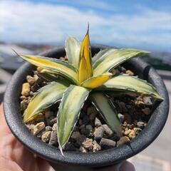 【レア品種】アガベ 　多肉植物　 ビクトリアレジーナ　サンキング　厳選極上斑入り美株の画像