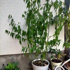 モッコウバラ・ボケ・おまけで細葉ヒイラギナンテンの画像