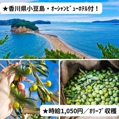 【激レア】🫒香川県でオリーブの収穫のお仕事🫒　無料宿泊　食事補助...