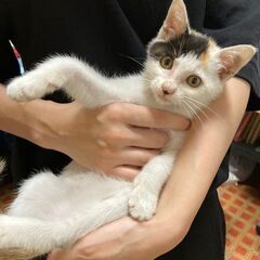 2か月の可愛いメスの子猫です。