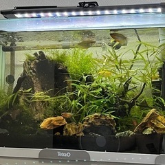 最終値下げ　水槽セット2の画像