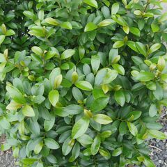 ヒサカキ（？）の画像