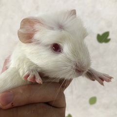 クレステッドモルモット　アルビノお迎え募集中！