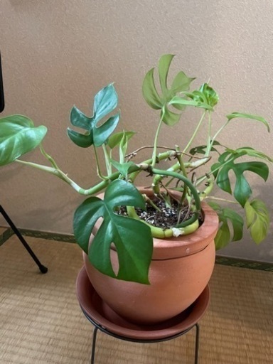 ヒメモンステラ　観葉植物