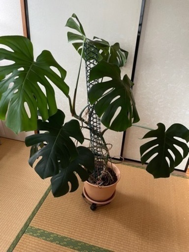モンステラ　大型　観葉植物