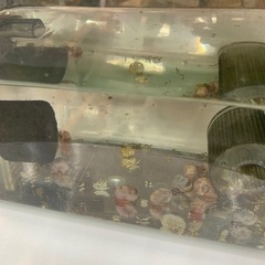 ラムズホーン　の画像