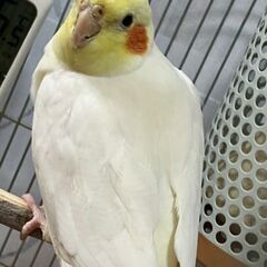 オカメインコ♂のポコを探してます【謝礼有】 - 助け合い