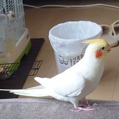 オカメインコ♂のポコを探してます【謝礼有】 - 小山市