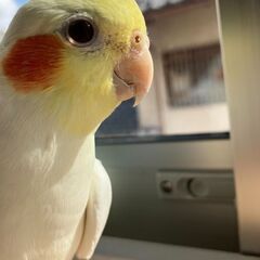 オカメインコ♂のポコを探してます【謝礼有】 - 手伝って/助けて
