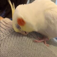 オカメインコ♂のポコを探してます【謝礼有】 − 栃木県