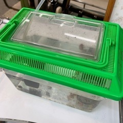 ラムズホーン　の画像