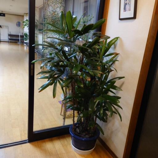 観音竹　鉢植え