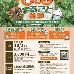 落花生まるごと体験～千葉県多古町で収穫体験＆落花生を食す