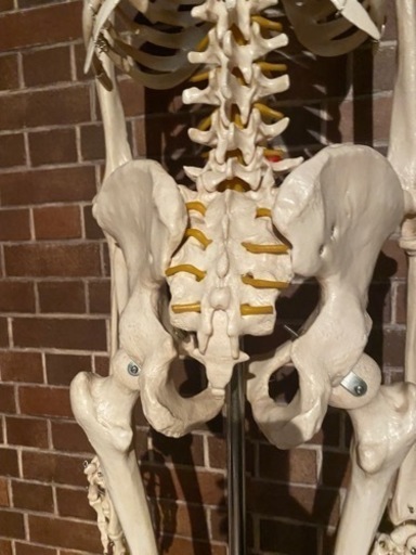 人体骨格模型　