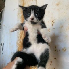 仔猫　性別まだ不明