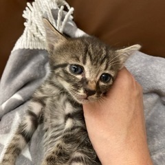 １ヶ月の黒とらと黒猫♪
