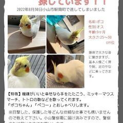 オカメインコ♂のポコを探してます【謝礼有】