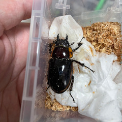 ファブリースノコギリクワガタペアの画像