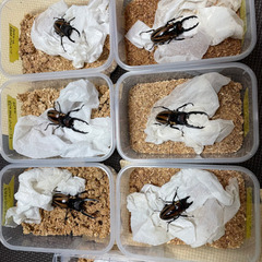 ファブリースノコギリクワガタペアの画像