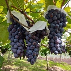 スチューベン 贈答品 1箱(2キロ)引き取り限定価格の画像