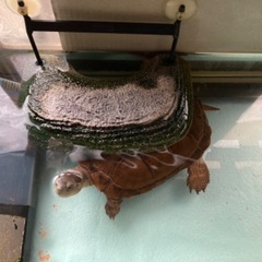 ヤエヤマイシガメ2匹と飼育セット一式 - 船橋市