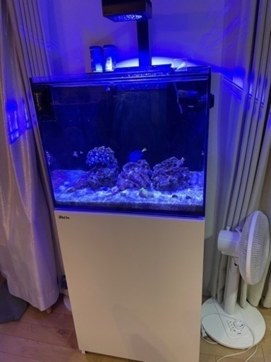 レッドシーリーファ170水槽その他一式