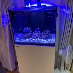 レッドシーリーファ170水槽その他一式
