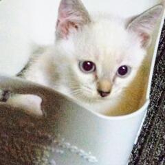 相談中の方に決まりました❗ありがとうございます_(..)_
