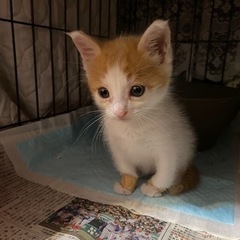 茶トラ白ハチワレ ♂生後1ヶ月 【譲渡決定しました】 - 津山市