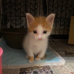 茶トラ白ハチワレ ♂生後1ヶ月 【譲渡決定しました】の画像