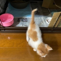 茶トラ白ハチワレ ♂生後1ヶ月 【譲渡決定しました】 − 岡山県
