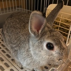 【相談中】ネザーランドドワーフのオスウサギ