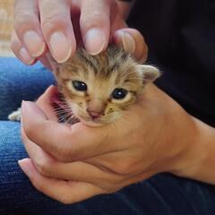 生後1ヶ月 仔猫6匹