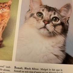 【お値下げ】新品フランス写真本  120種類の猫 解説 &手入れ法 の画像