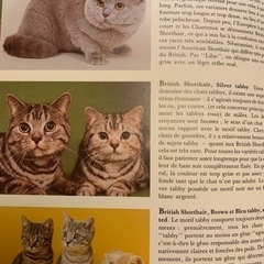 【お値下げ】新品フランス写真本  120種類の猫 解説 &手入れ法 の画像
