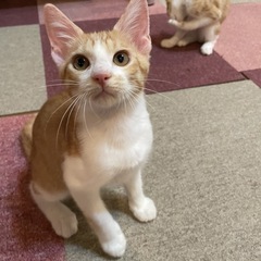 生後３ヶ月の可愛い子猫たちの里親になって頂けませんか？見学などお...