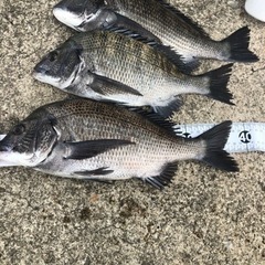 釣り仲間募集。
