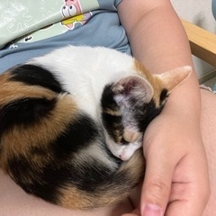 三毛猫女の子4ヶ月 - 猫