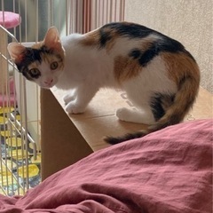三毛猫女の子4ヶ月 - 八千代市