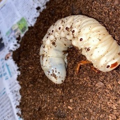 【里親募集】ヘラクレスオオカブト幼虫　♂♀ペア(3令) - その他