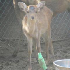 どんぐり🦌ください🦌2022