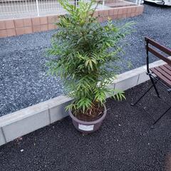 ヒイラギナンテンの画像