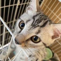 生後3ヶ月オス