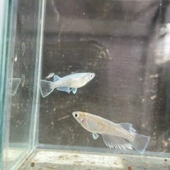 メダカ　鱗光RLF 鱗光リアルロングフィン　ペアの画像