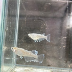 メダカ　鱗光RLF 鱗光リアルロングフィン　ペア