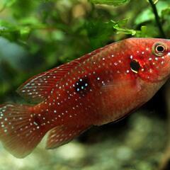 【引渡し予定者様決まりました】熱帯魚差し上げます。の画像