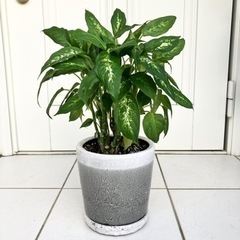 観葉植物　ディフェンバキア　鉢植え